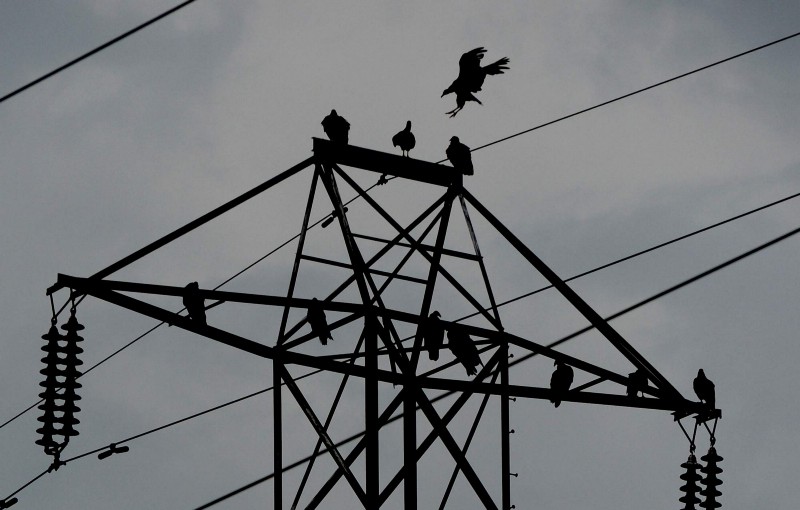 https://cdn2.hubspot.net/hubfs/604407/blog-files/birds_roosting_JT.jpeg